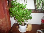voilà la plante a identifier