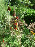 ratibida 08.07.08 013.jpg