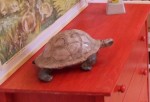 tortue.jpg