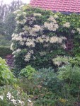 2010-06-14 hydrangea petiolarisX.jpg