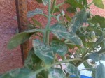 Ravageur tomates.jpg