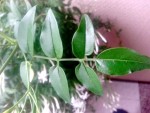 feuille jasmin.jpg