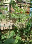 DSC00068.jpg