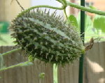 DSC00069 1.jpg