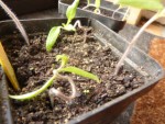 tomates malades P1120399.JPG