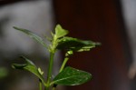 DSC_0674.JPG