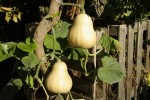courges.jpg