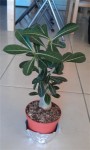 Plante entière-small.jpg