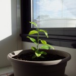 DSCF3773.jpg
