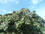 dombeya arbuste fleuri.JPG