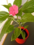 impatiens &quot;marielouise&quot;