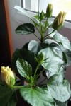 hibiscus
