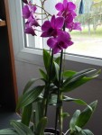 dendrio phalenopsis