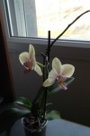 phalenopsis