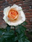flowers3.jpg