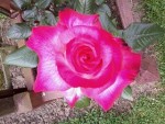 flowers1.jpg