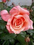 flowers2.jpg