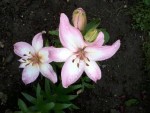 flowers4.jpg
