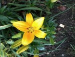 flowers5.jpg