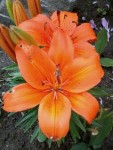 flowers6.jpg