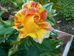 flowers7.jpg
