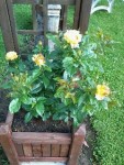 flowers8.jpg