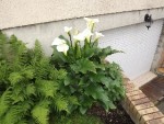 flowers9.JPG