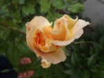 flowers10.JPG