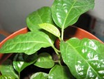 fruit de la passion &quot; eludis&quot;