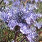 Fleur bleue.jpg