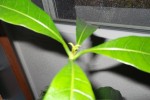 mangue