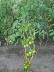 Commentaire: parfait équilibre entre les bouquets et le feuillage! bonne homogénéité des fruits sur la grappe, grace à la taille du bouquet