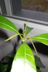 mangue