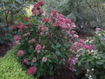 DSCN1005.JPG