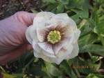 suite hellebore.jpg