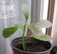 DSCN24812333.jpg