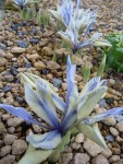iris reticulata