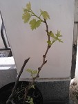 vigne red globe qui demarre.jpg