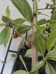 nectarine en fruit.jpg