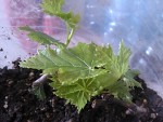 vigne sans pepin boutures.jpg