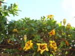 solandra maxima.JPG