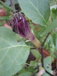 datura mauve fleur.JPG