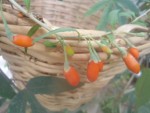 goji grappe fruit-lycium.JPG