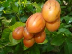 tamarillo solanum betaceum.jpg