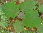 naranjilla solanum quitoense.jpg