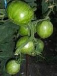 tomate &quot;surpriz&quot;