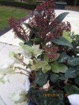 skimmia, hellebore et cyclamen.jpg