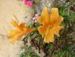 2011_jardin_05.jpg