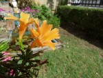 2011_jardin_08.jpg