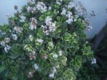 crassula ovata.JPG